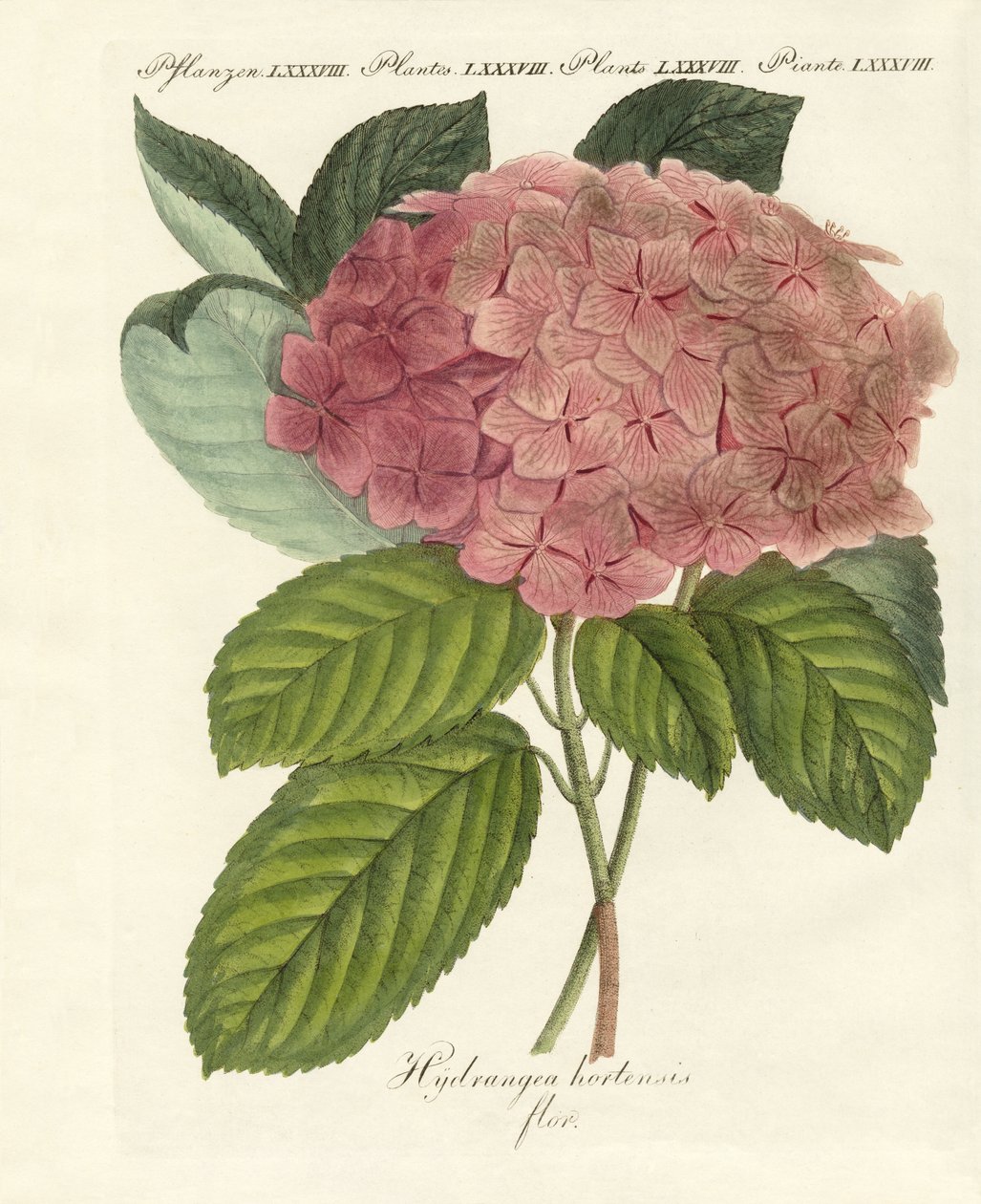 Fleurs chinoises - German School