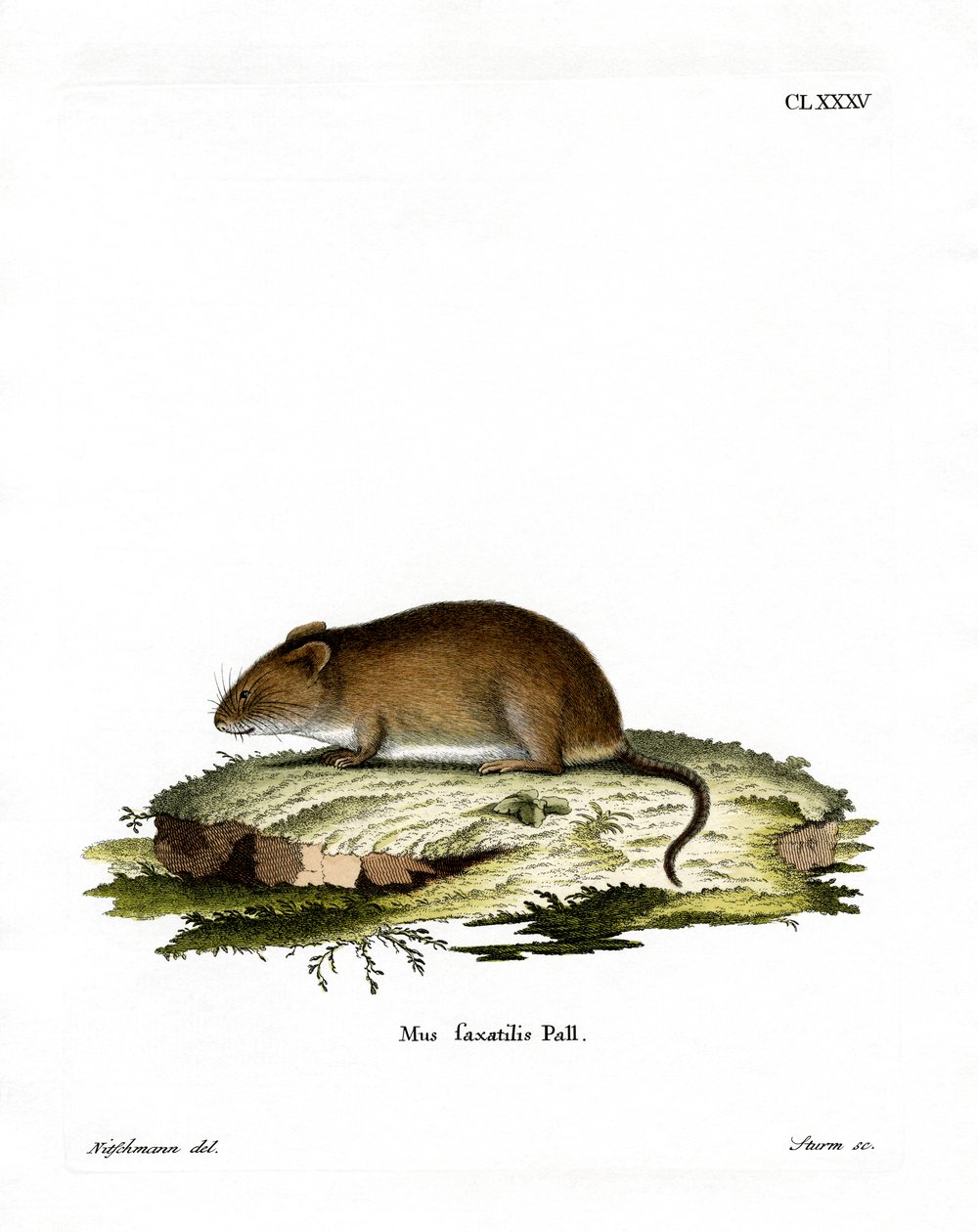 Souris des falaises - German School