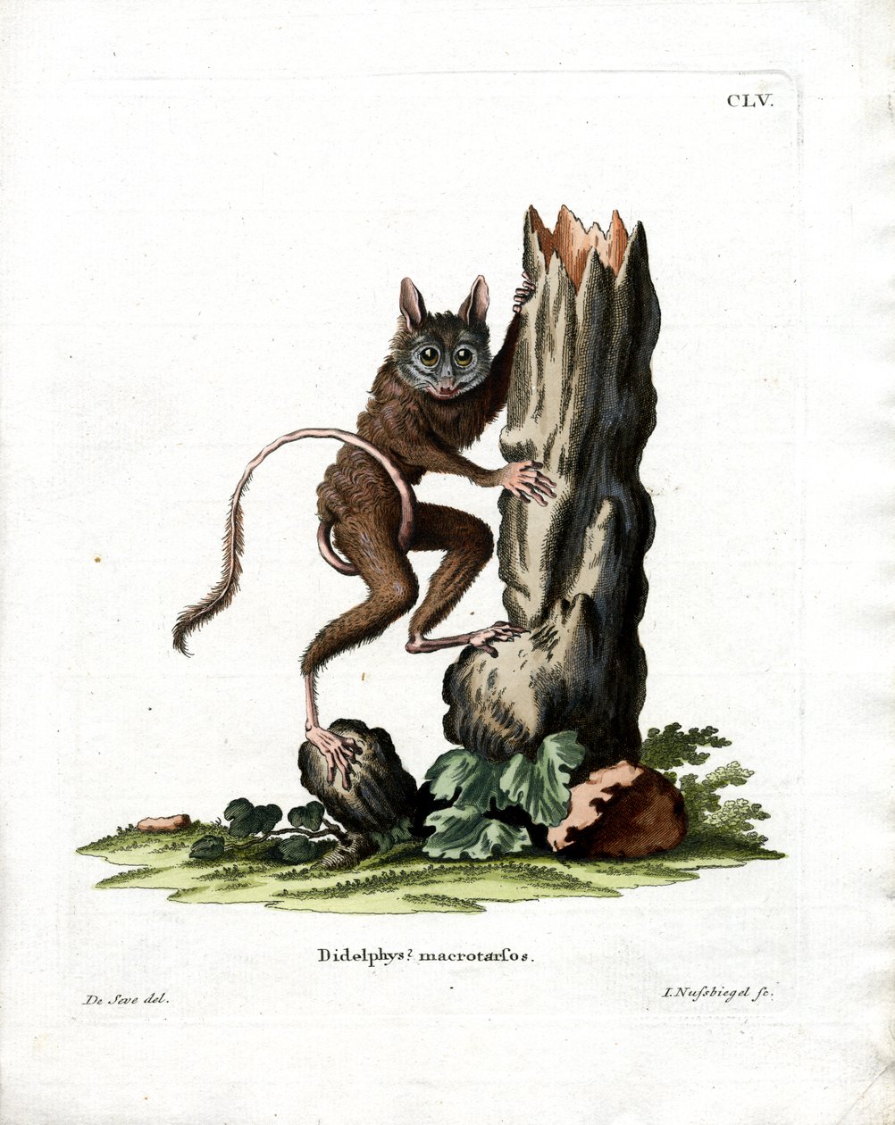 Opossum souris commun - German School