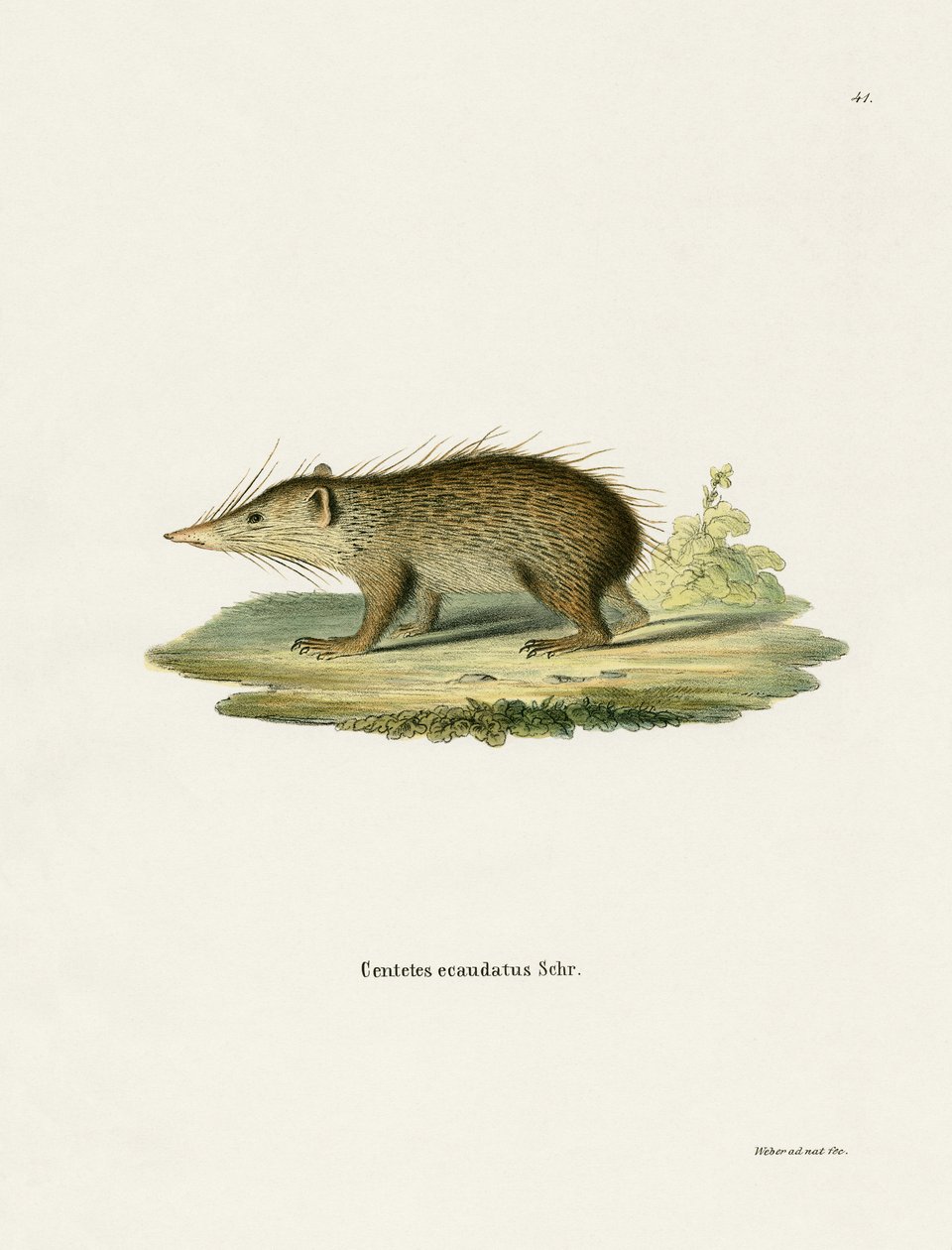 Tenrec Commun - German School