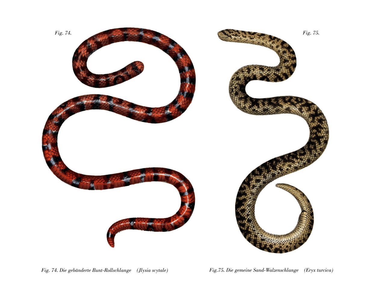 Serpent corail cylindrique - German School