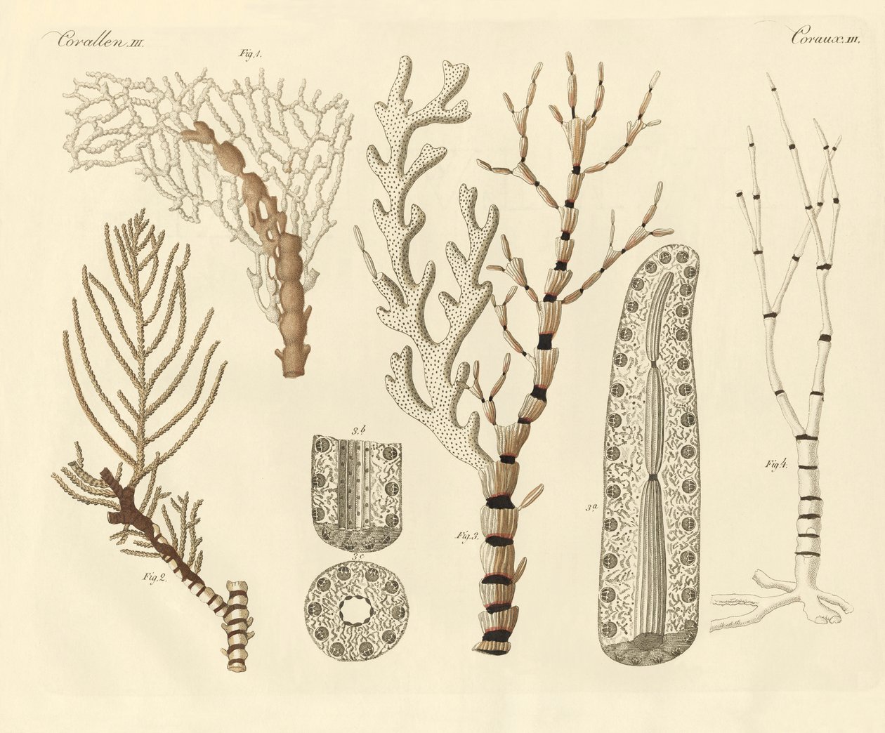 Polypes de corail - German School