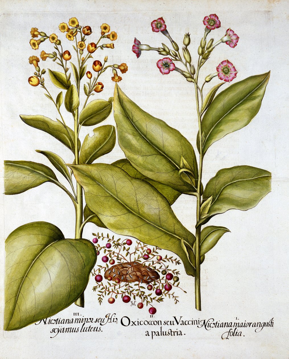 Cranberry et Flowering Tobacco, de Hortus Eystettensis, par Basil Besler, pub. 1613 - German School