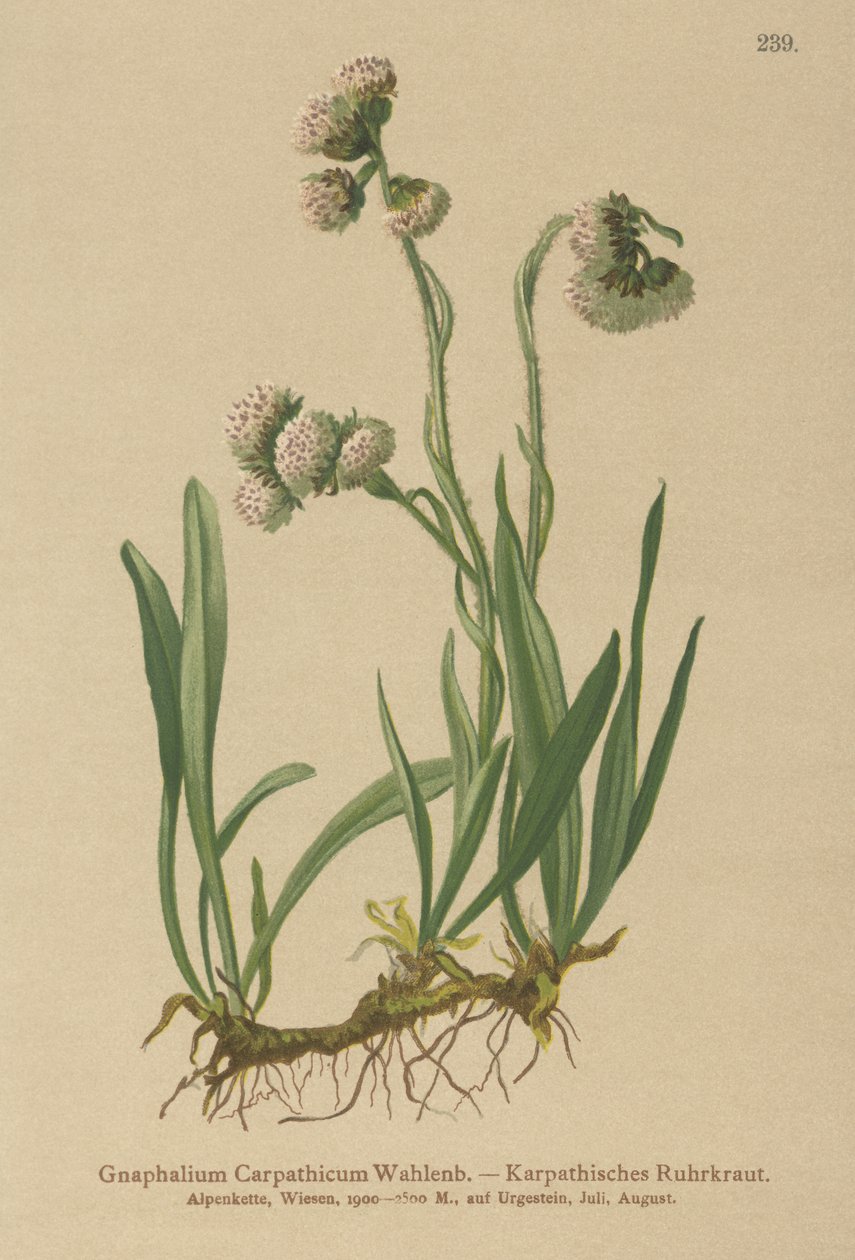 Gnaphale (Gnaphalium carpathicum) - German School