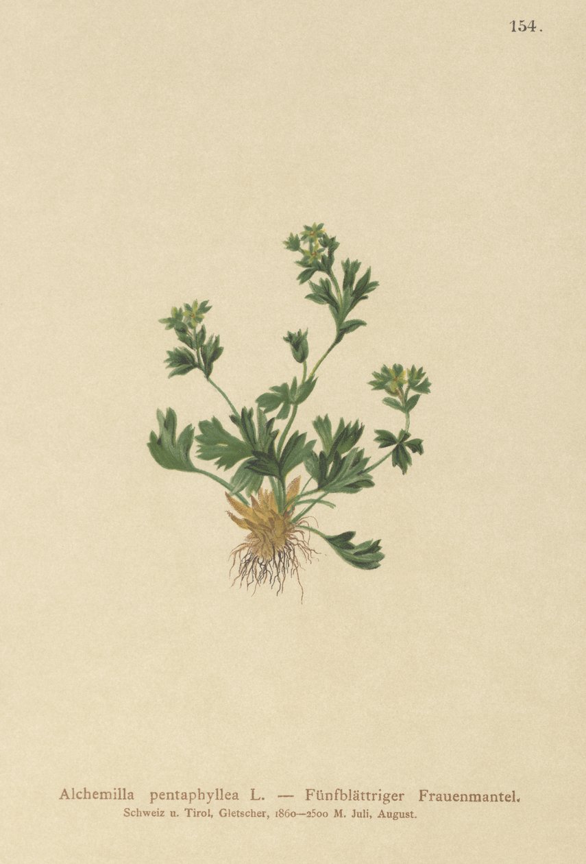 Alchémille à feuilles découpées (Alchemilla pentaphyllea) - German School