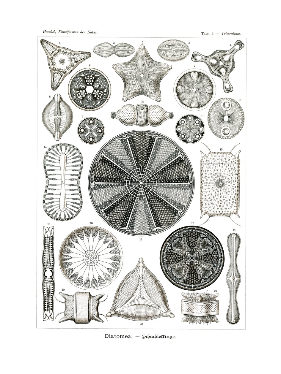 Diatomea, 1899-1904 - German School
