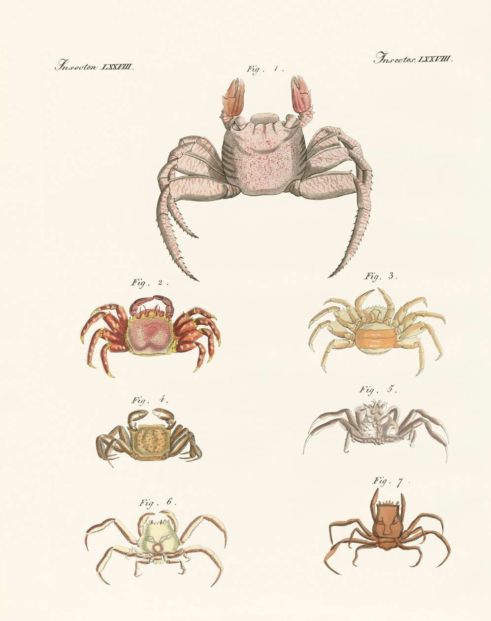 Différents types de crabes - German School