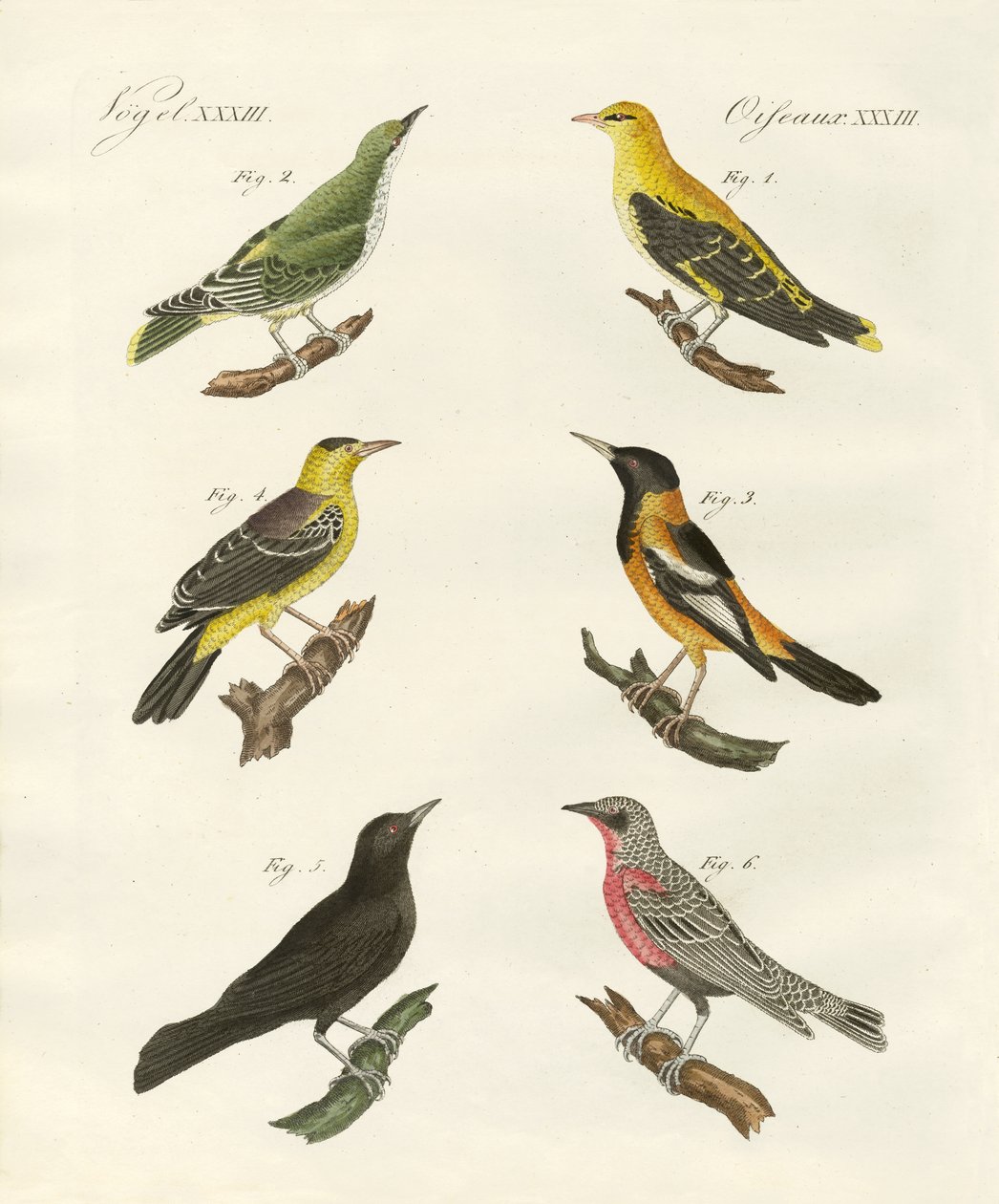 Différentes sortes de loriots dorés - German School