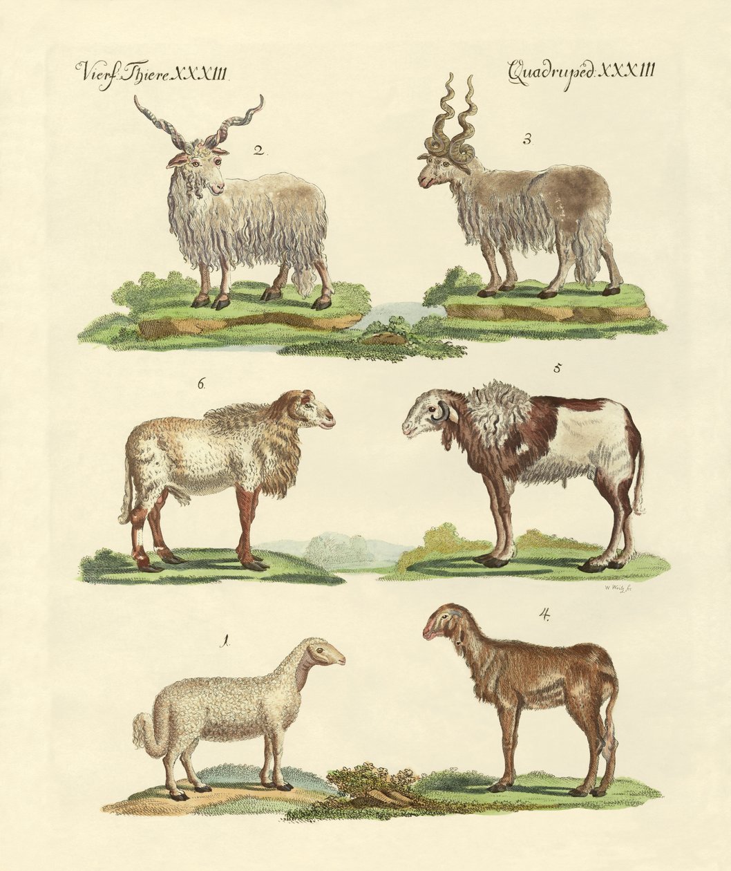 Différents types de moutons - German School