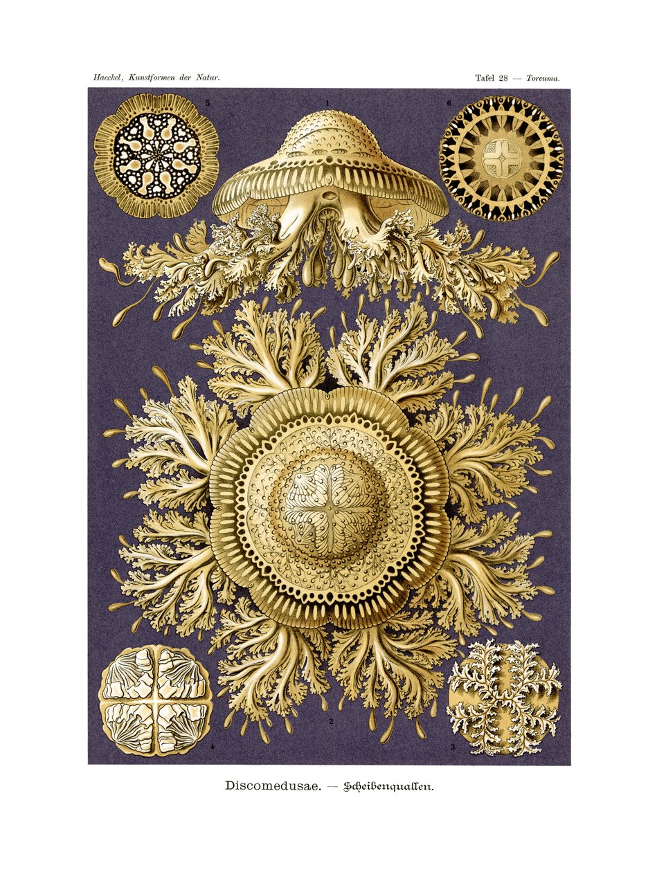Discomedusae, 1899-1904 - German School