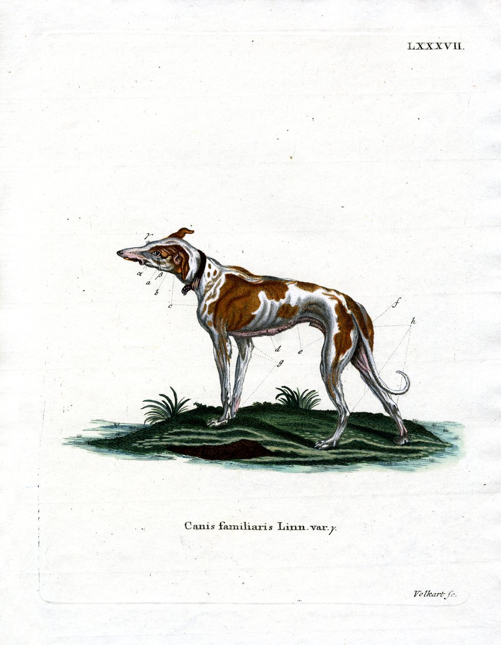 Chien domestique - German School