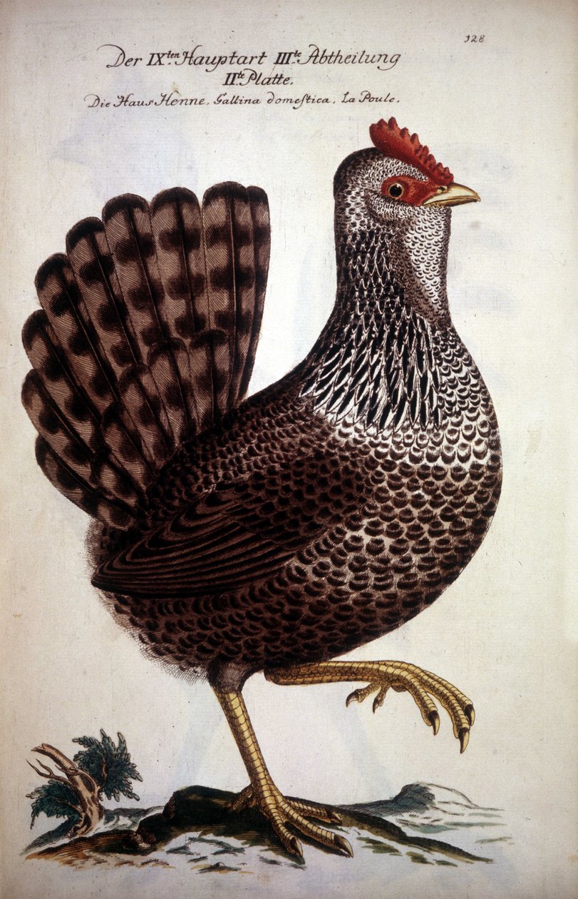 Poule domestique - Traité allemand du XVIIIe siècle - German School