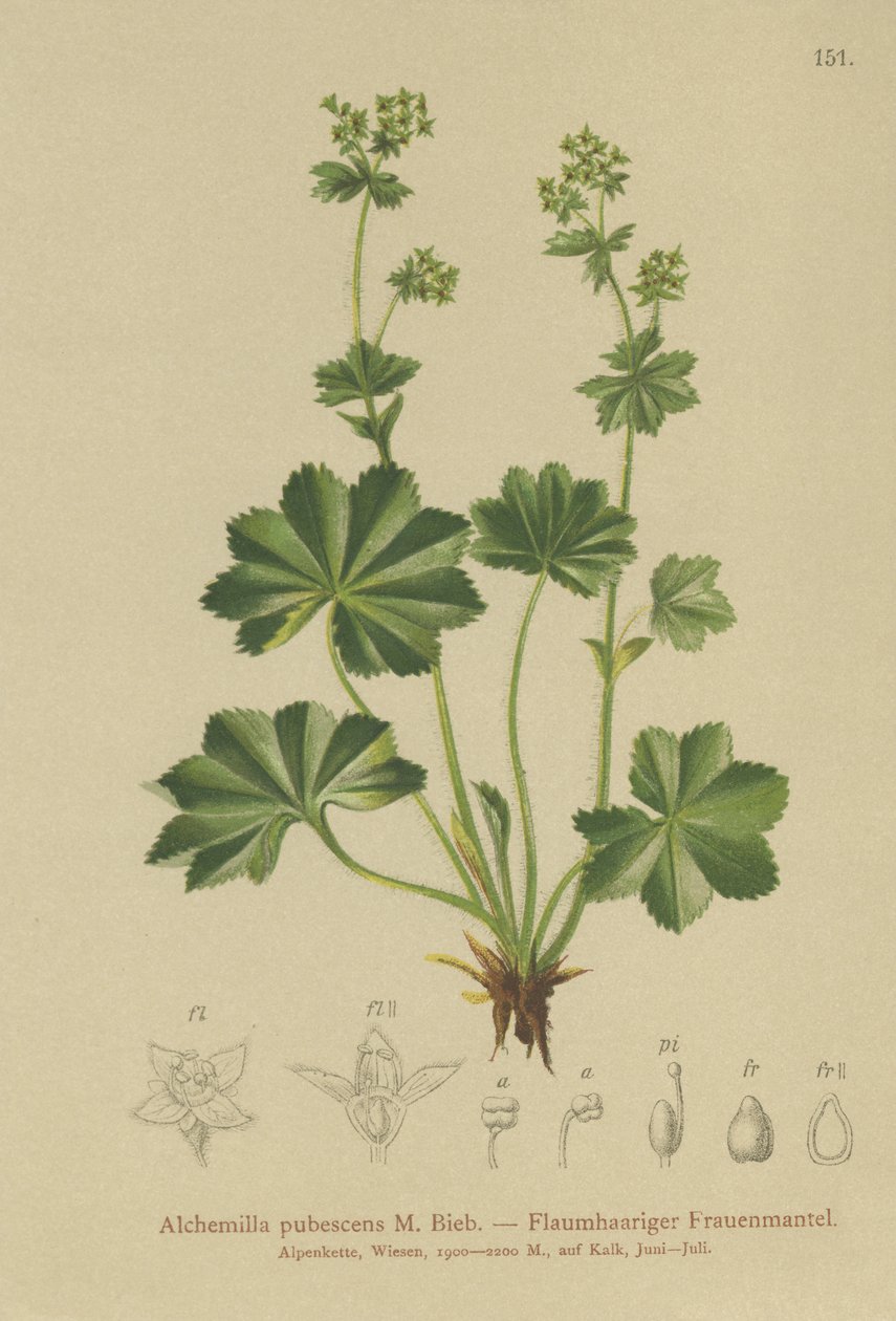 Alchémille pubescente (Alchemilla pubescens) - German School