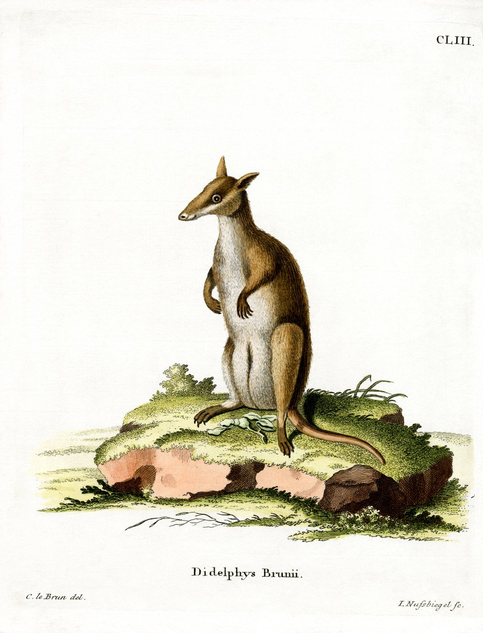 Wallaby sombre - German School
