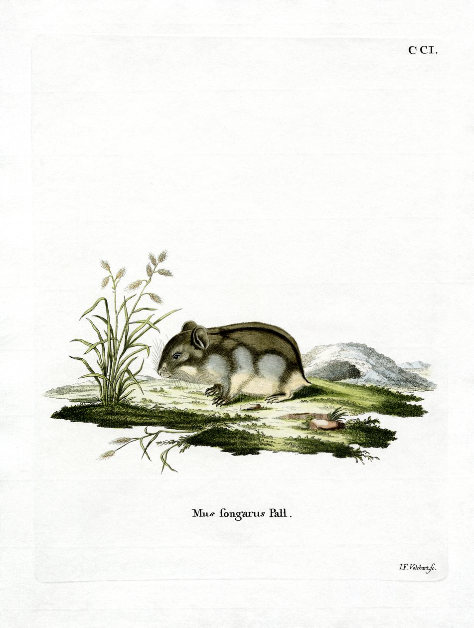 Hamster nain de Dzungarie - German School