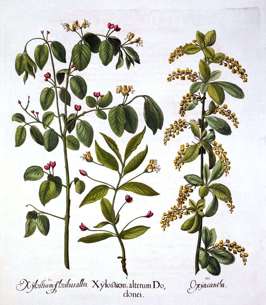 Fly Honeysuckle et Hawthorn, de Hortus Eystettensis, par Basil Besler, pub. 1613 - German School