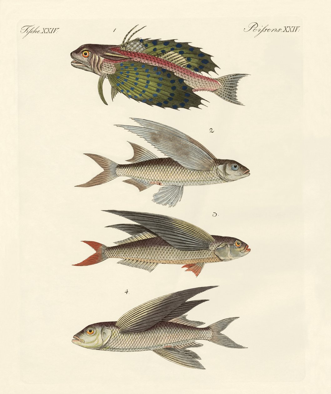 Poissons volants - German School