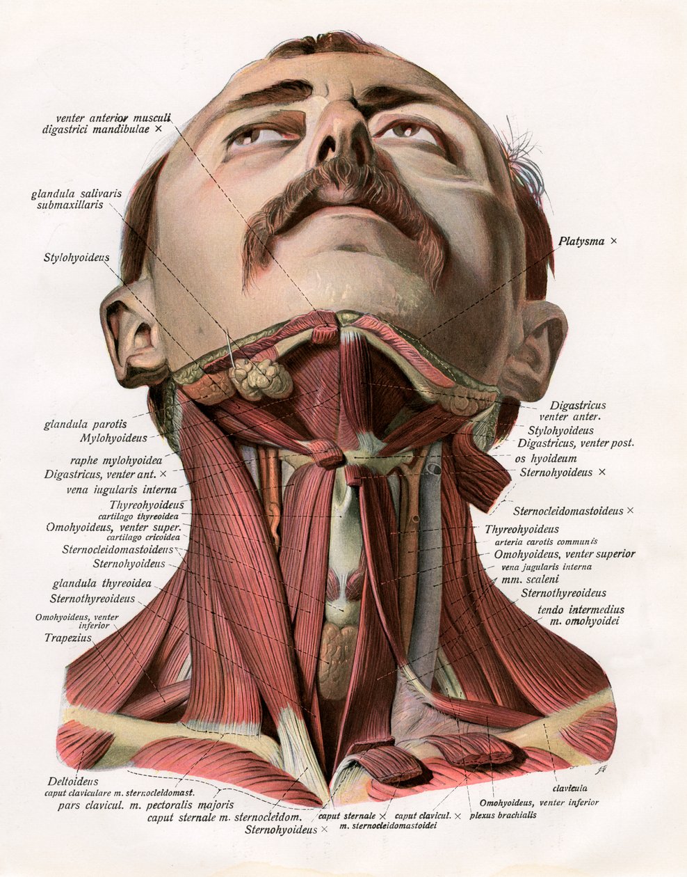 Vue frontale des muscles et des glandes du cou humain - German School