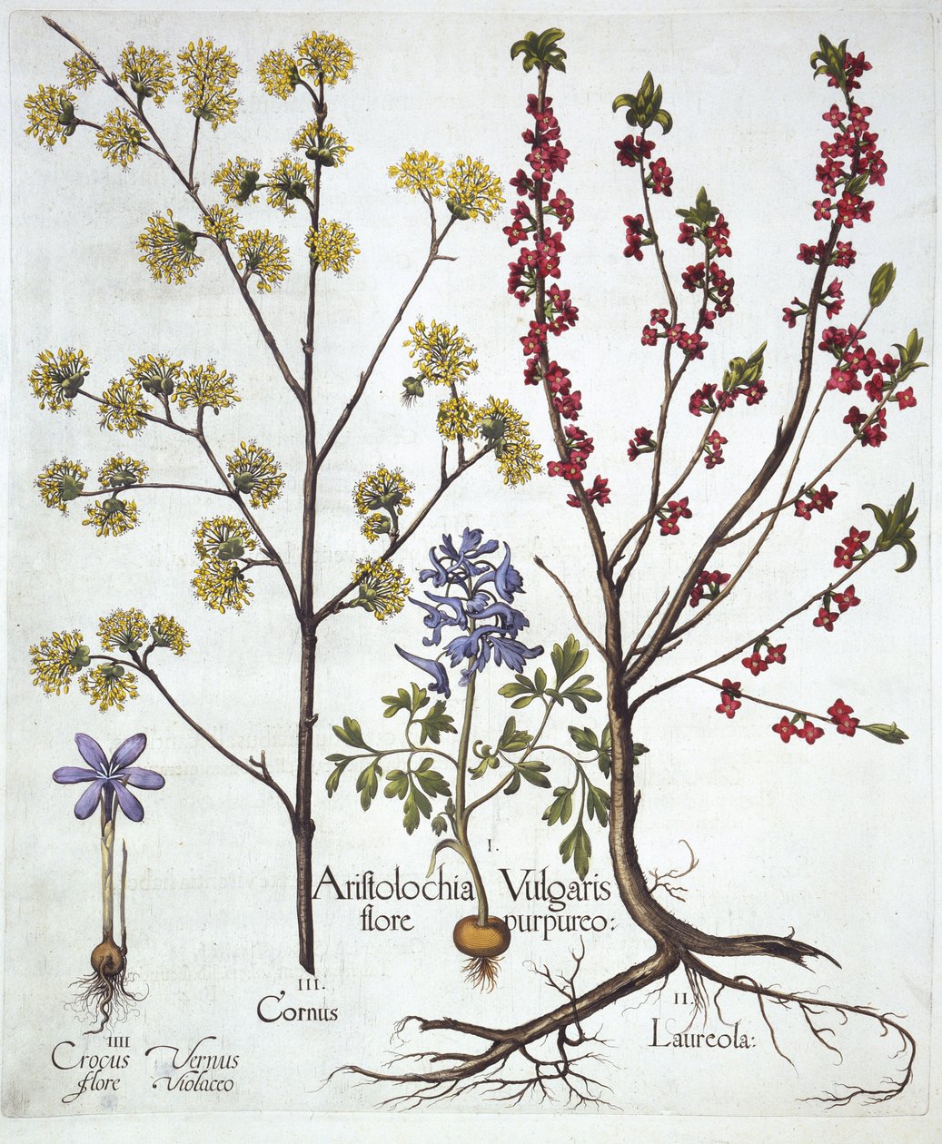 Fumewort, Daphne mezereum, Cornelian Cherry et Spring Crocus, de Hortus Eystettensis, par Basil Besler, pub. 1613 - German School