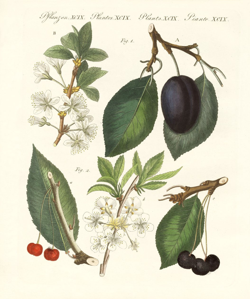 Fruits allemands - German School