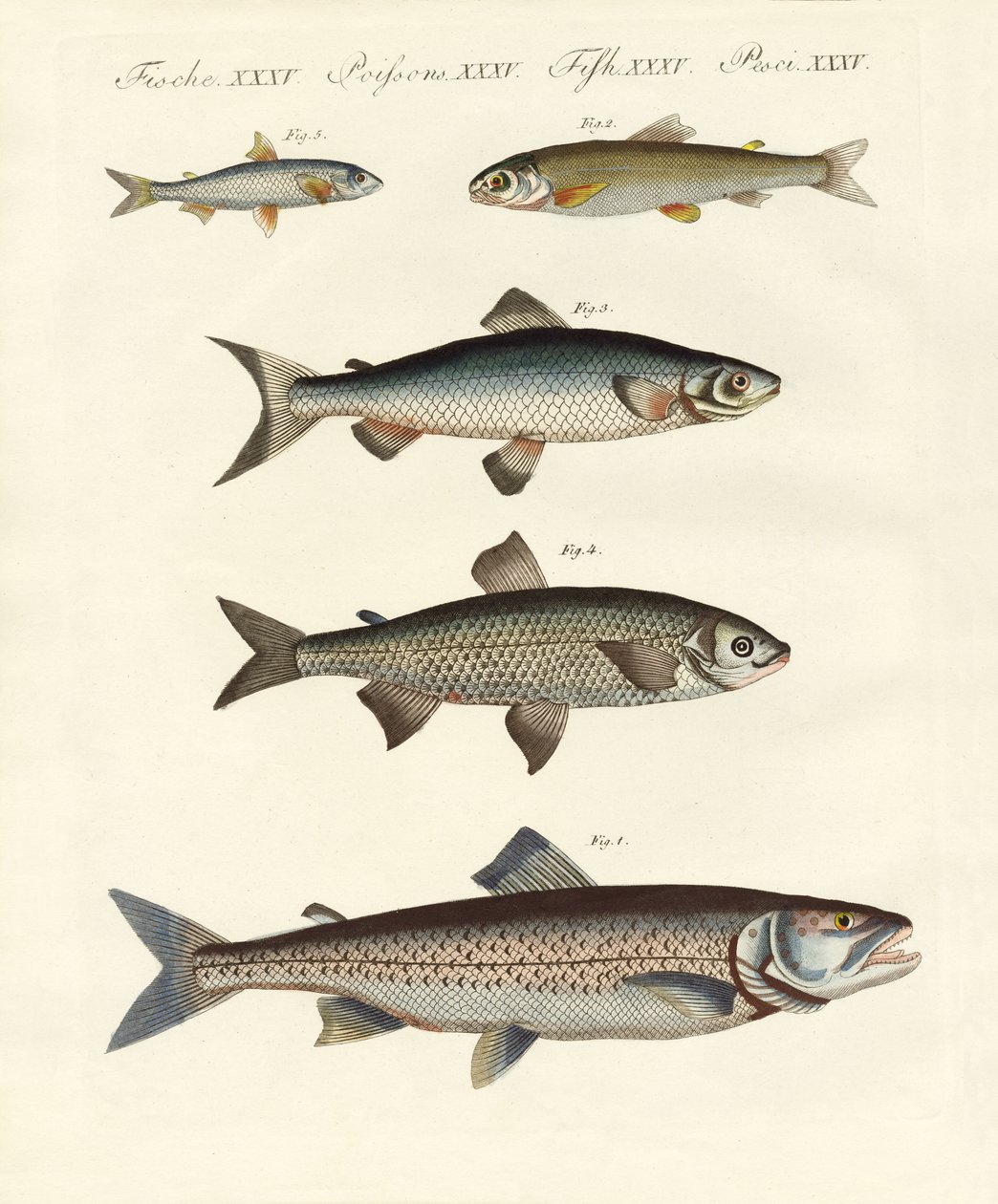 Poissons de rivière allemands - German School