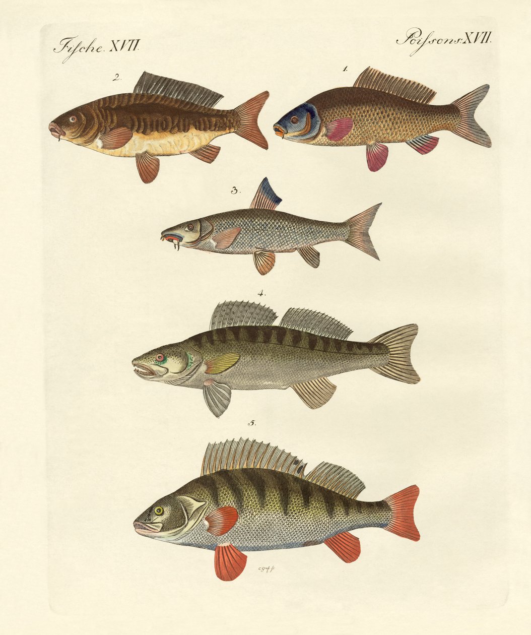 Poissons de mer allemands - German School