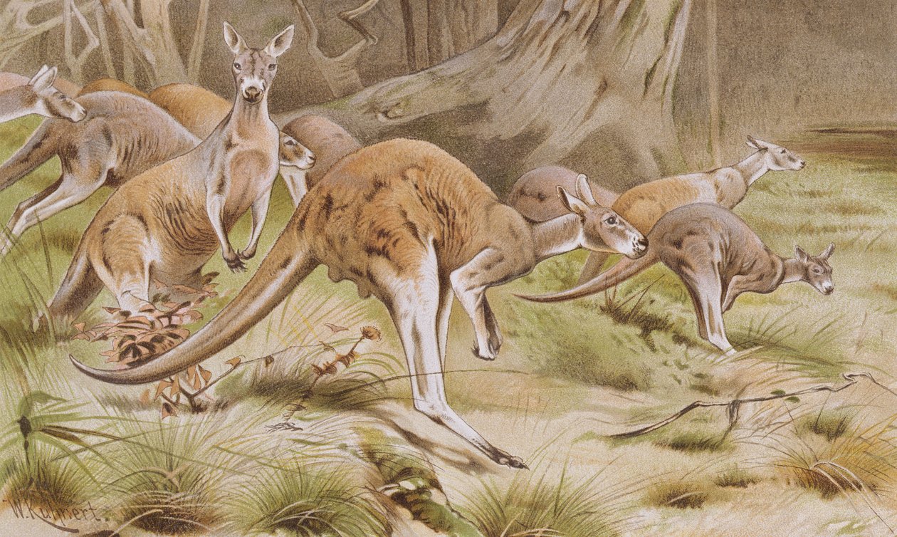 Kangourou géant, planche de Brehms Tierleben: Allgemeine Kunde des Tierreichs, vol.3, p.635, publié par Bibliographisches Institut, 1891 - German School