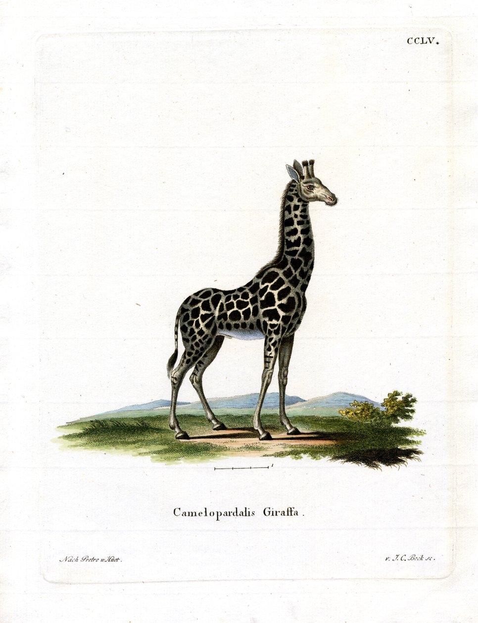 Girafe - German School