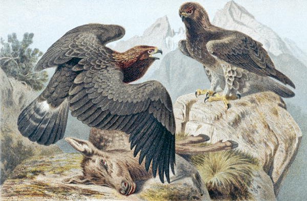 Aigle royal, planche de "Brehms Tierleben: Allgemeine Kunde des Tierreichs" vol.6, p.266, publié par Bibliographisches Institut - German School