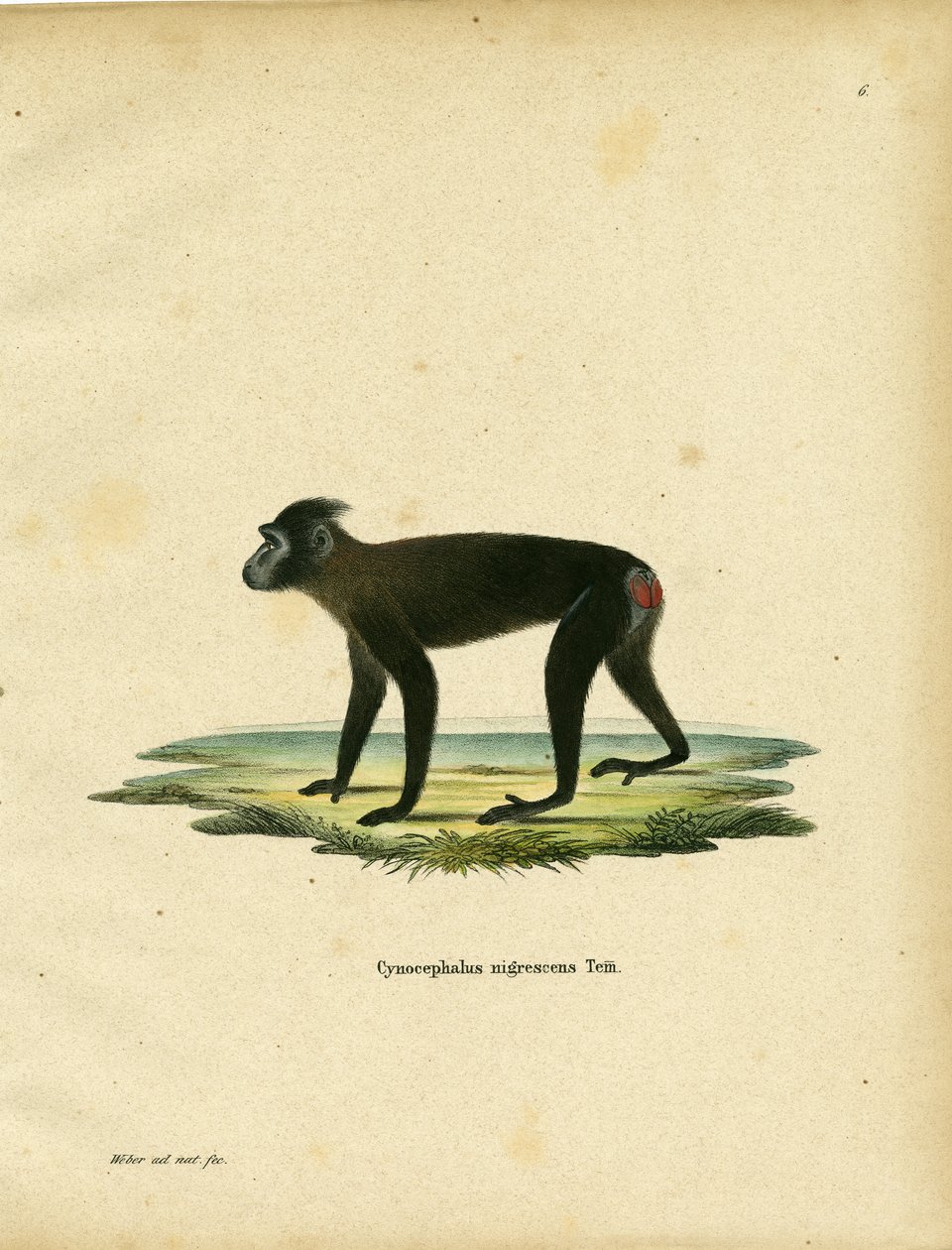 Macaque de Gorontalo - German School