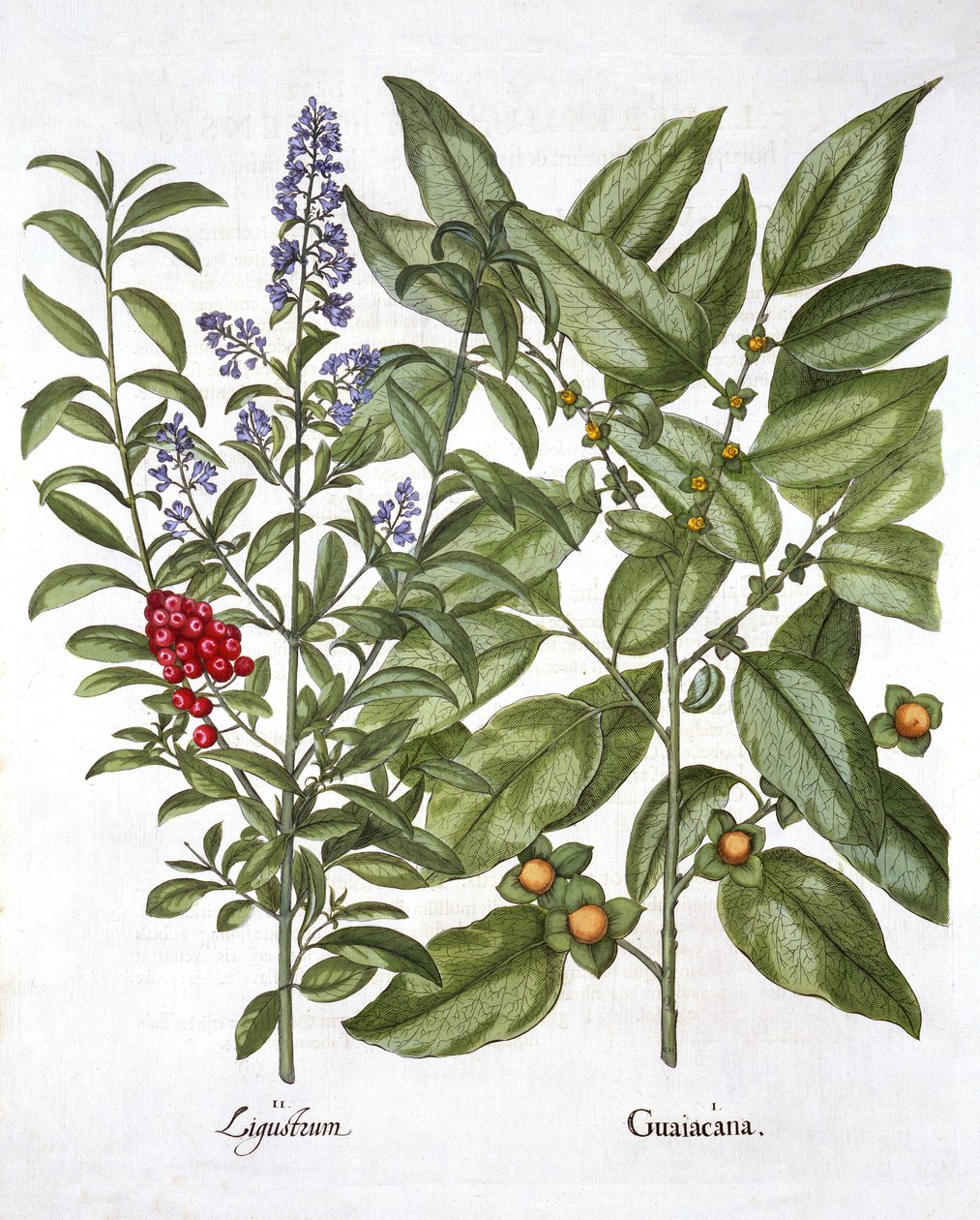 Guaiacum et Chinese Privet, de Hortus Eystettensis, par Basil Besler, pub. 1613 - German School