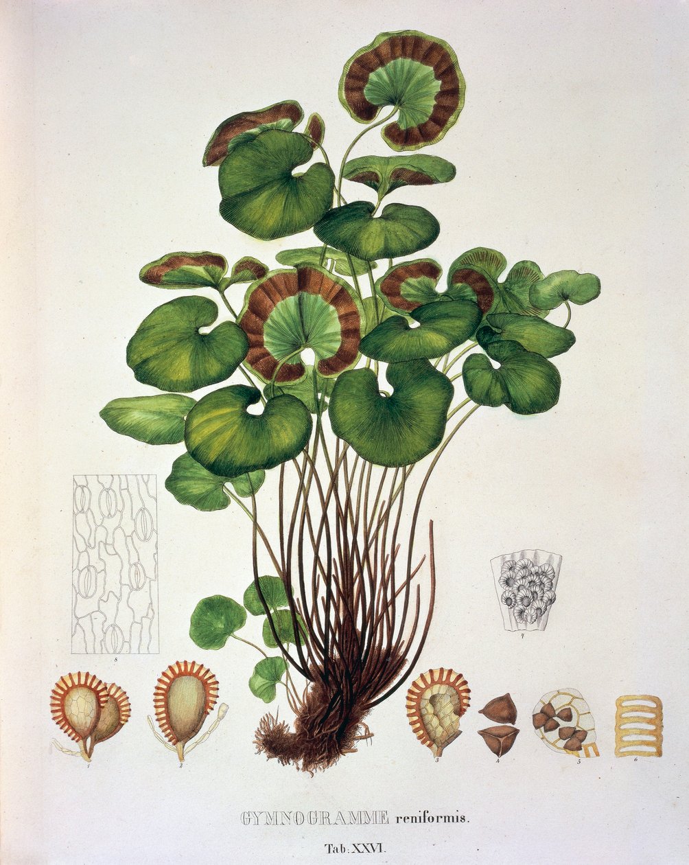 Gymnogramme Reniformis, table XXVI de 