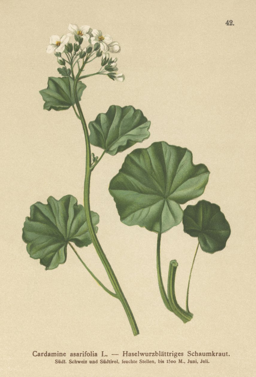 Cardamine à feuilles d