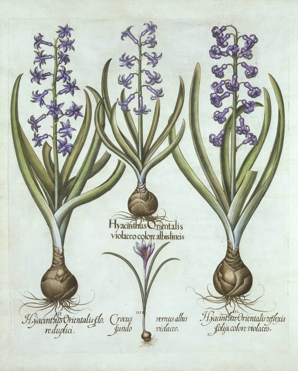 Jacinthes et crocus d