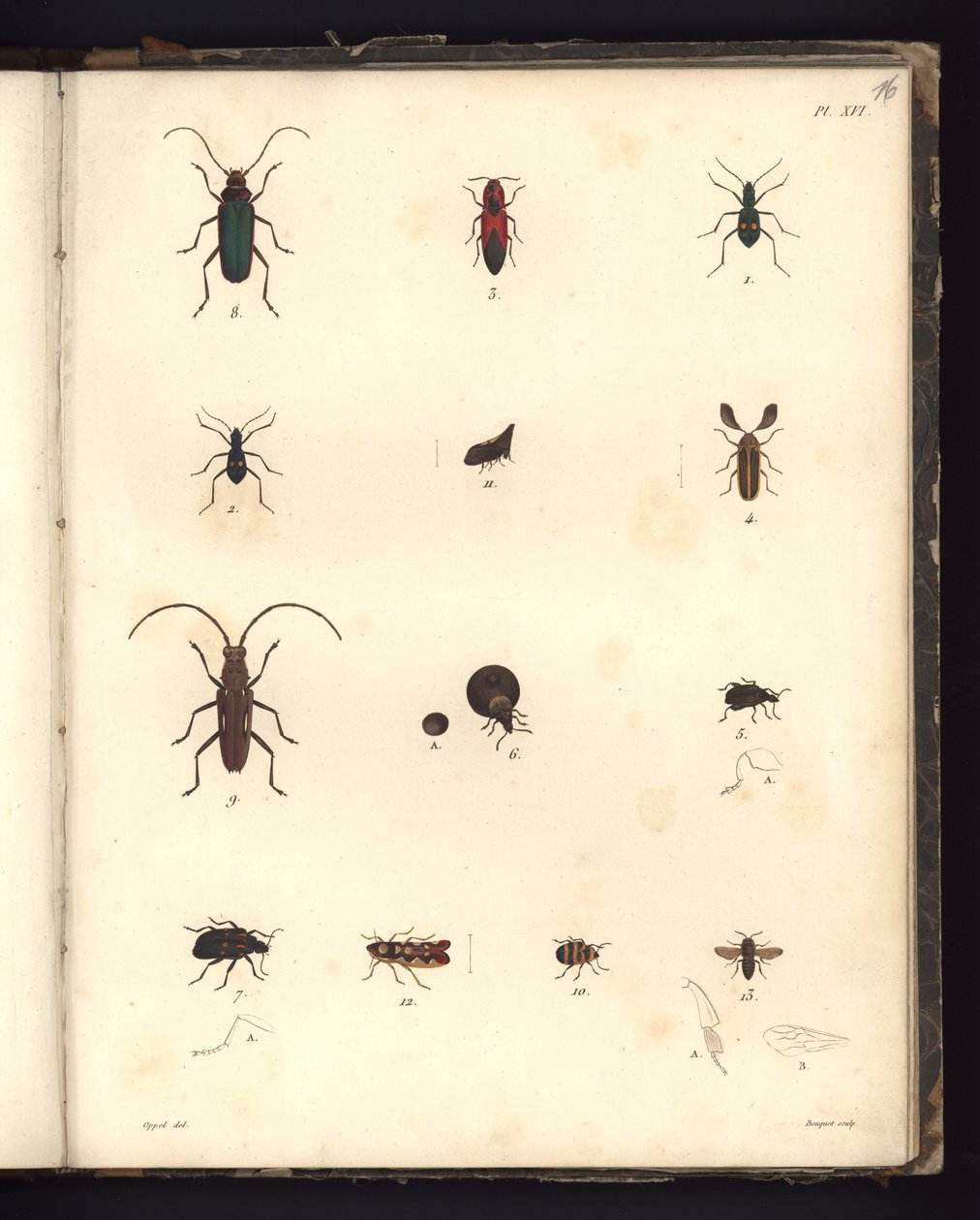 Insecta, Pl. XVI, illustration de Recueil d