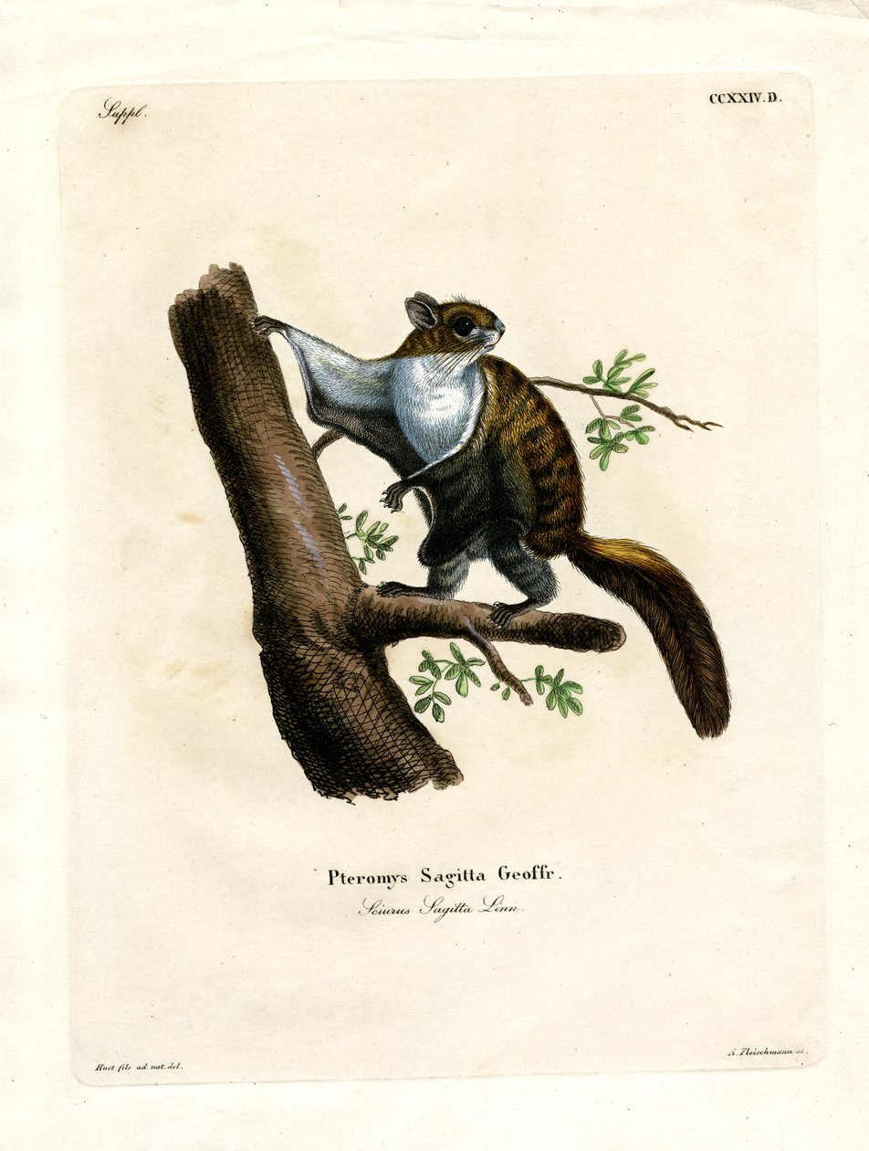 Écureuil volant de Java - German School