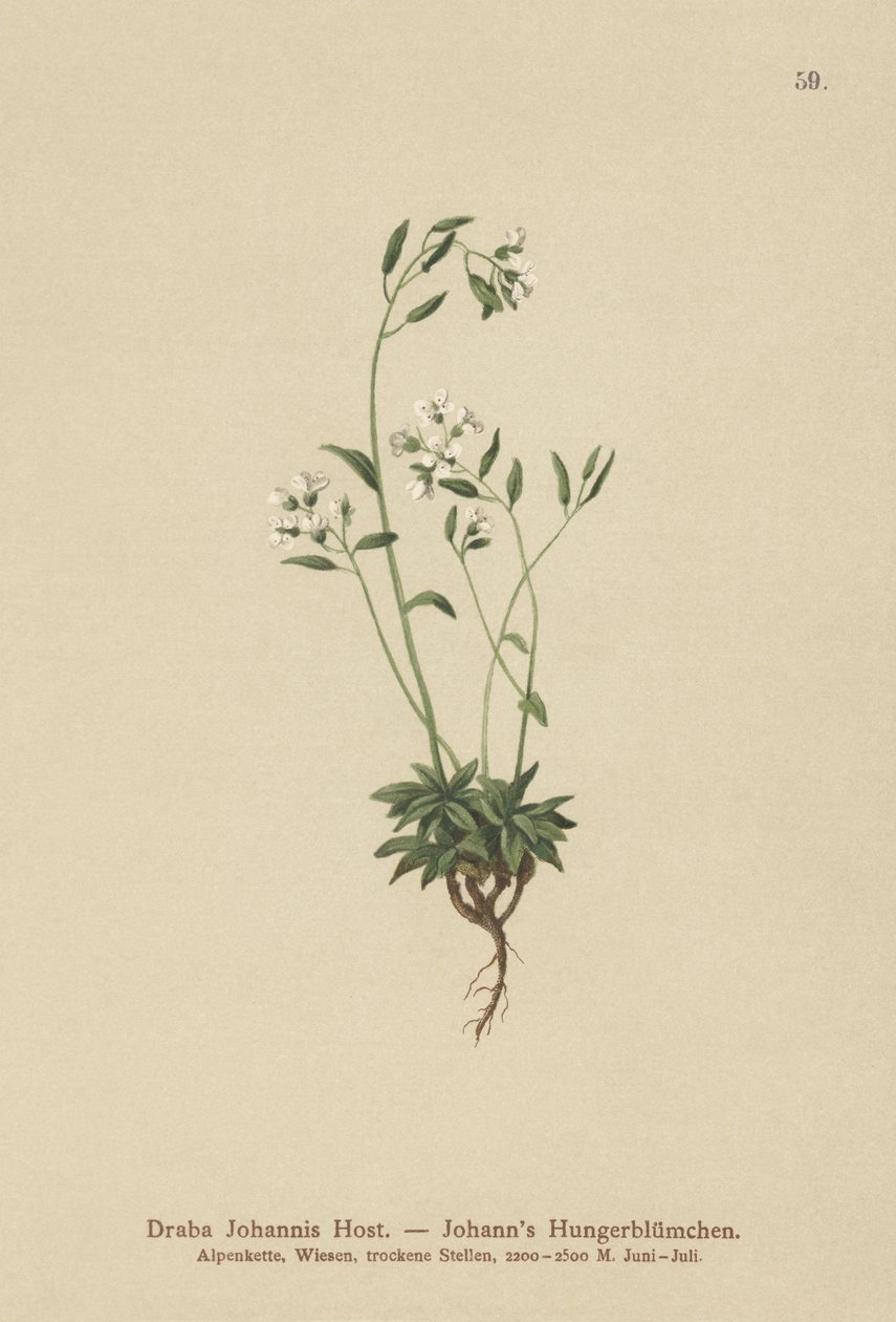 Drave de Johann (Draba Johannis) - German School