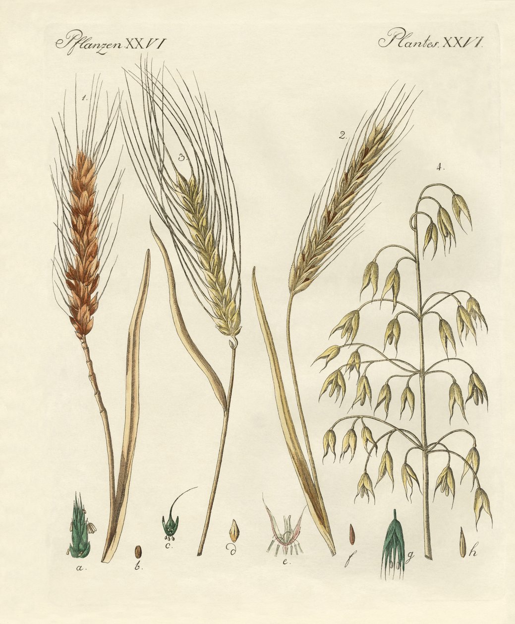 Types de grains - German School