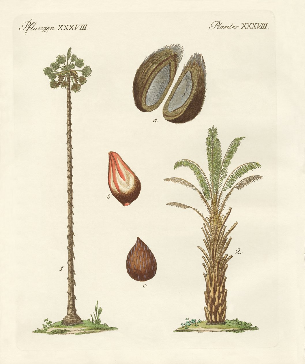 Types de palmiers - German School