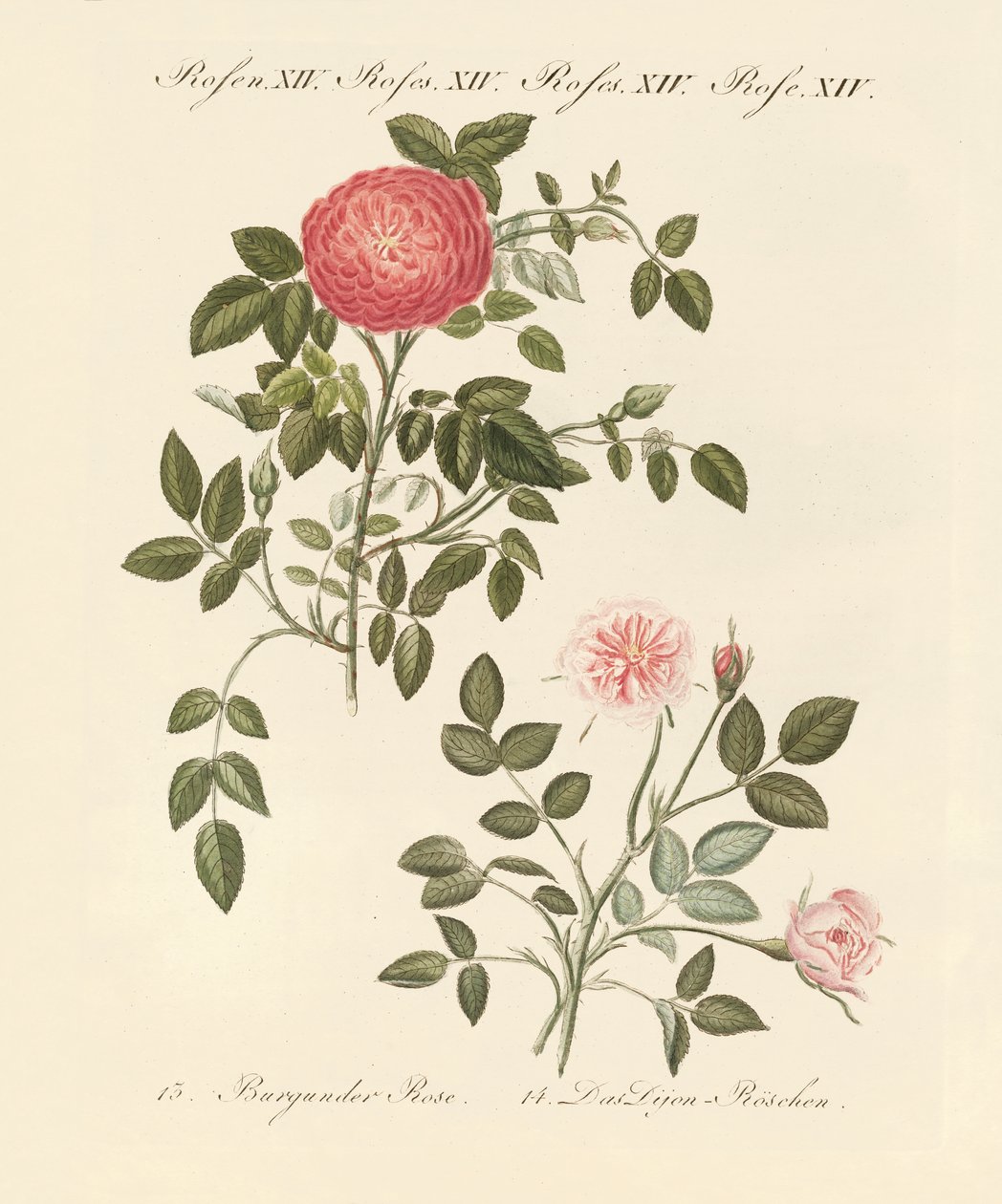 Types de roses - German School