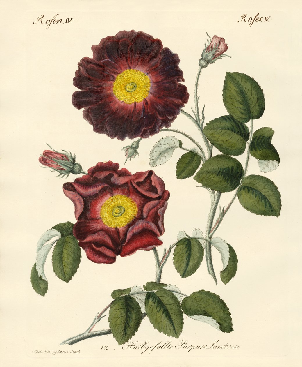 Sortes de roses - German School