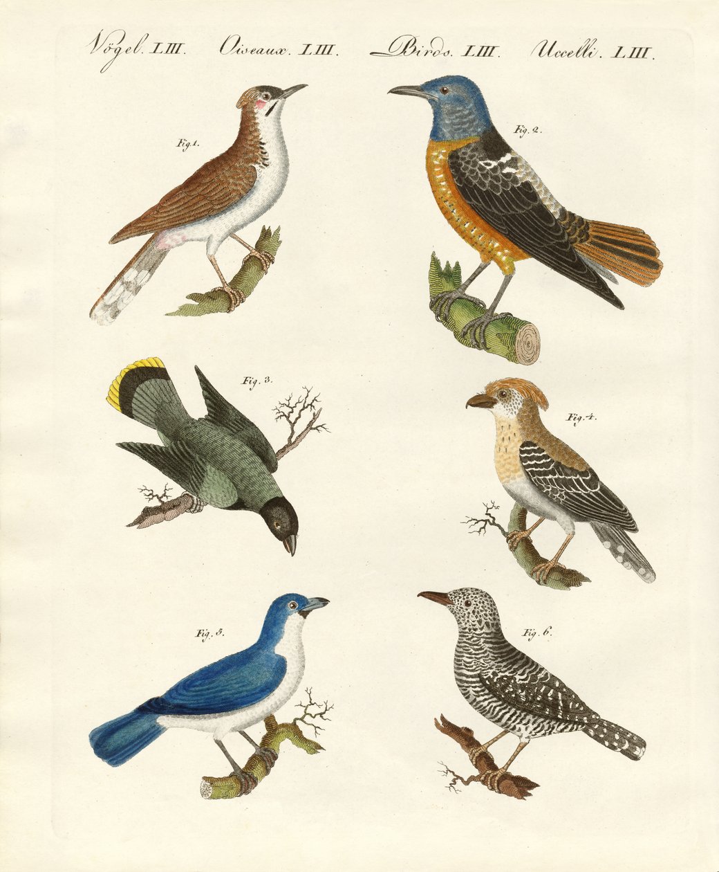 Types de pies-grièches -- ou pies-grièches écorcheurs - German School