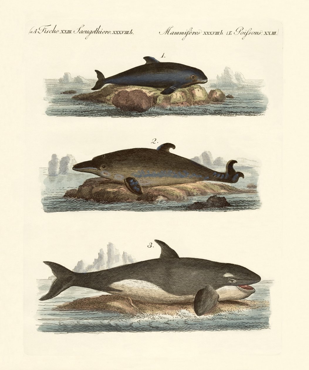 Types de baleines - German School