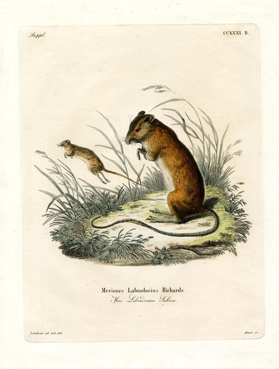 Souris Sautante du Labrador - German School