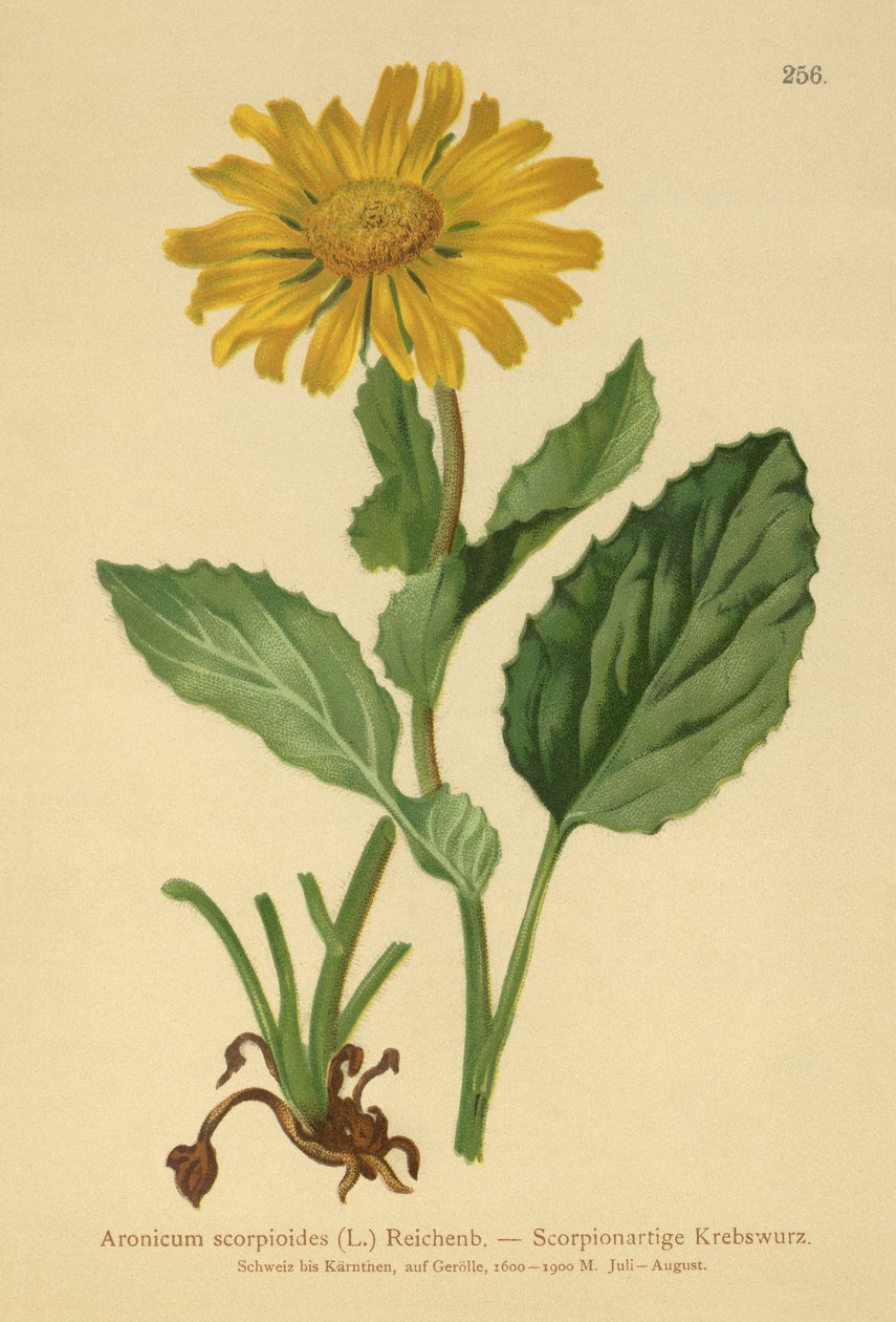 Doronic à grandes fleurs (Aronicum scorpioides, Doronicum grandiflorum) - German School