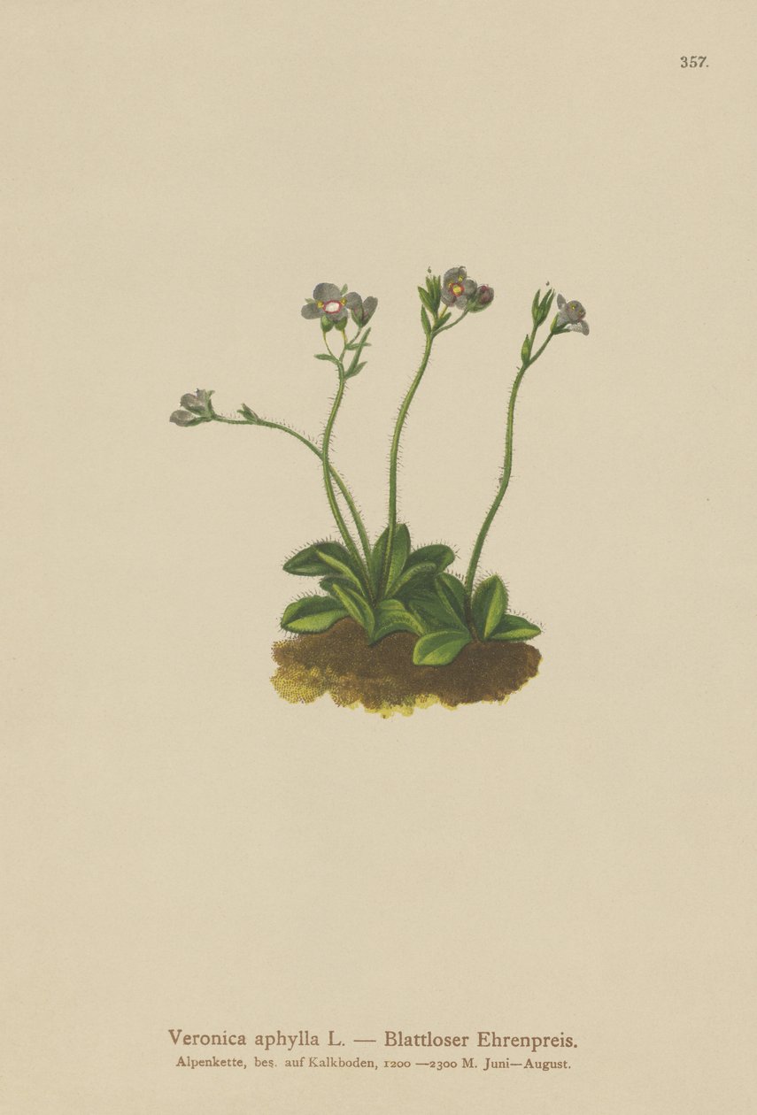 Véronique sans feuilles (Veronica aphylla) - German School