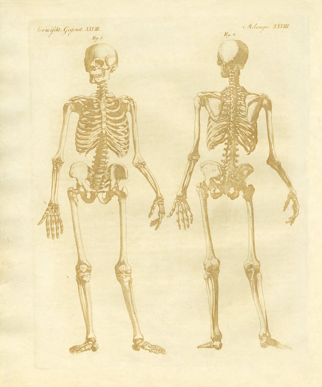 Structure des jambes des corps humains - German School
