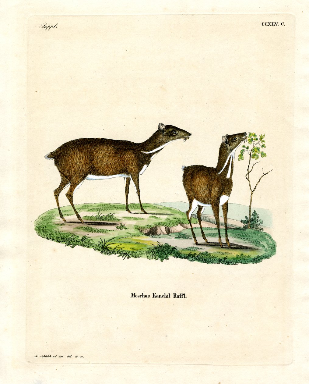 Petit chevrotain - German School