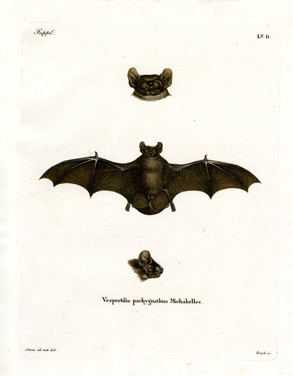 Noctule petit - German School