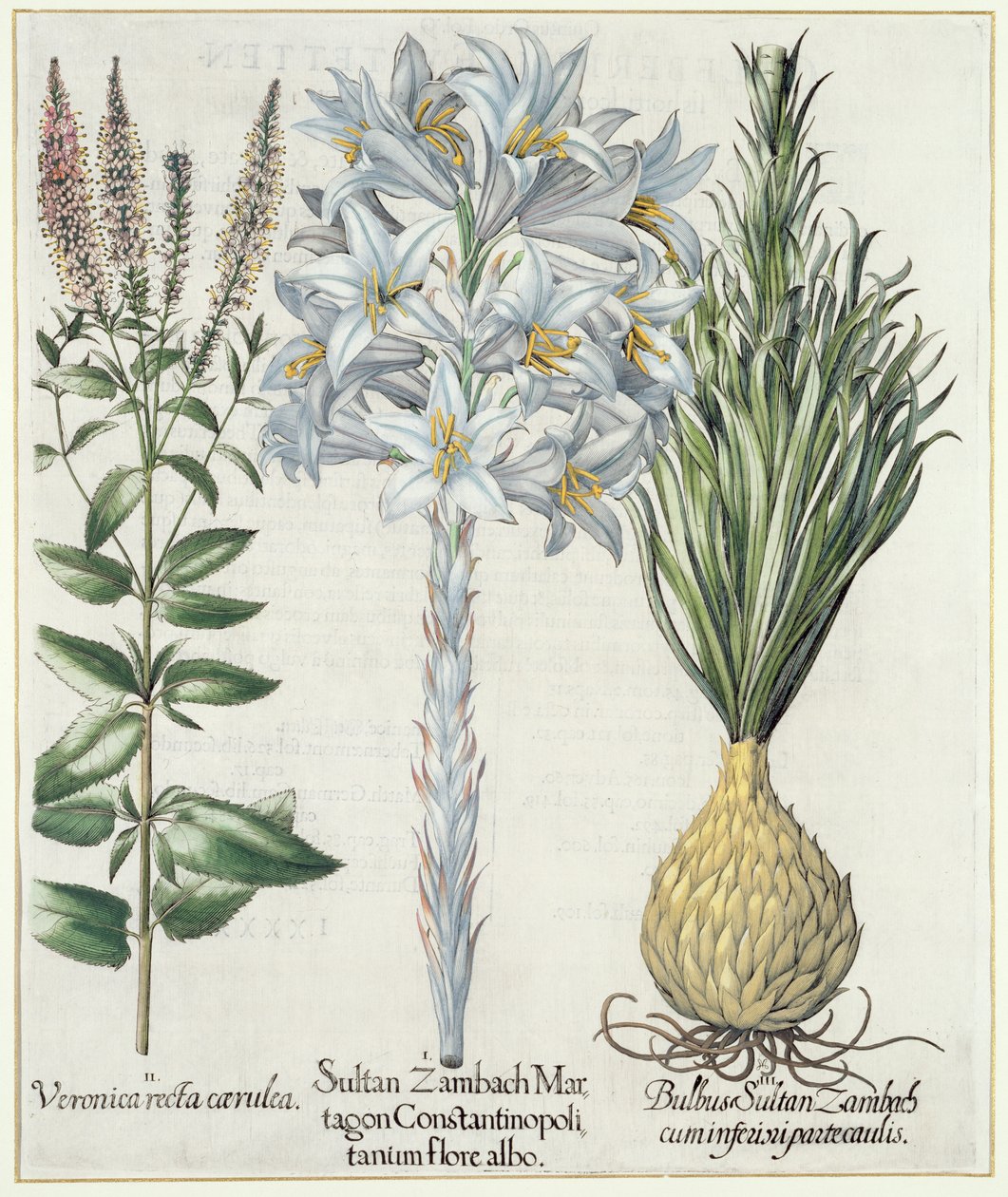 Lys : 1.Sultan Zambach Martagon Constantinopolitanum flore albo 2.Veronica recta carnlea 3.Bulbus Sultan Zambach cuminfeunipartecaulis, du Hortus Eystettensis par Basil Besler, pub. 1613 - German School